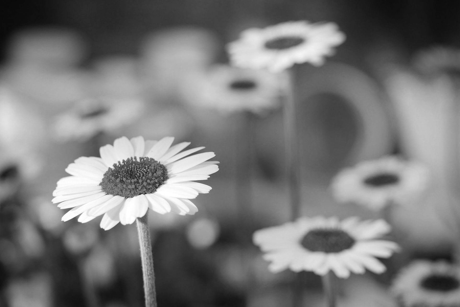 blomster